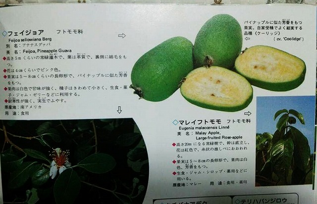 フェイジョアとサル 岡山県議会議員 小林義明 よしあき 公式サイト